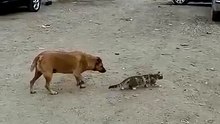 This Dog Must Have an Amazing Sense of Humor 😂 Funniest Dog Moments