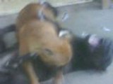 junior y su mama china en una pelea de canes