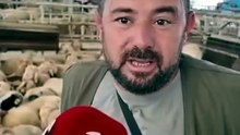 Nazilli Hayvan Pazarı'nda Kurban Bayramı hazırlığı... Alım gücü düştü, fiyatlar yükseldi