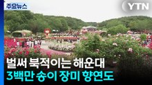 벌써 북적이는 해운대...3백만 송이 장미 향연도 / YTN