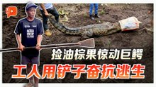 捡油棕果惊动巨鳄 工人用铲子奋抗逃生