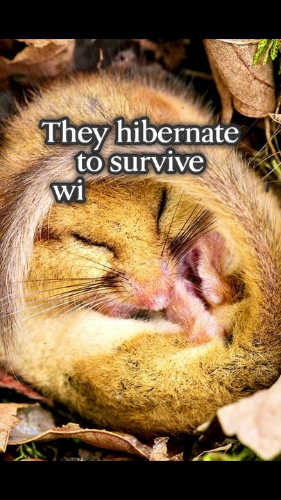Dormouse