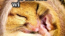 Dormouse