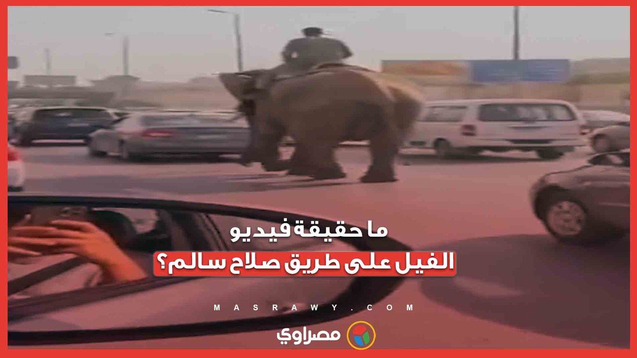 حقيقة أم ذكاء اصطناعي؟.. قصة فيديوهات الفيل والنعامة على طريق صلاح سالم