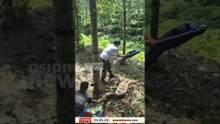 റബ്ബർ പുരയിടത്തിൽ പെരുമ്പാമ്പ്; ബീറ്റ് ഫോറസ്റ്റ് ഓഫീസറും ആർആർടി അംഗവുമായ റോഷ്നി പാമ്പിനെ പിടികൂടി