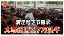 大马进口2.7万头牛 满足哈芝节需求