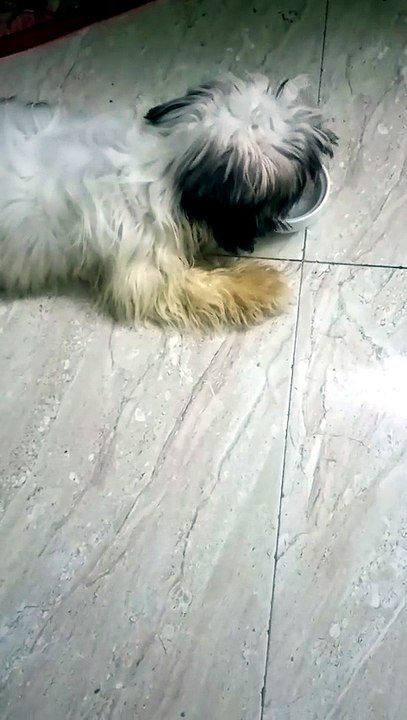 Lazy Shih tzu drinking