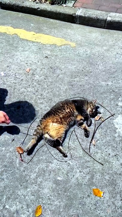 ​Lazy cat soaking up the sun
