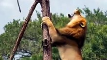Lion vs monkey on the tree