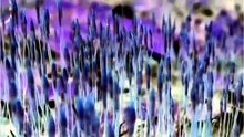 The Floral Faeries (2025)