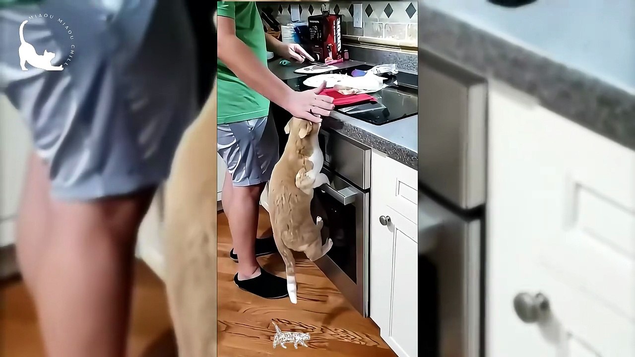 Funny Cats Bullying Dogs and Stealing Food - Best Cat Compilation