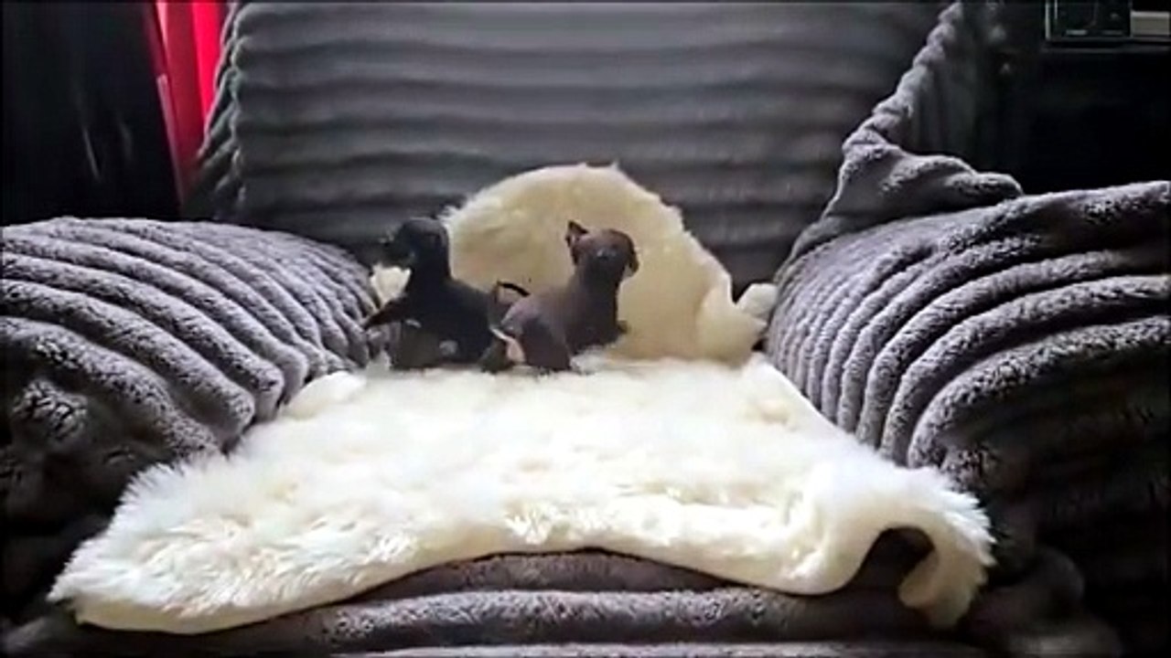 Chihuahua Chiots Mini