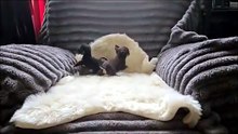 Chihuahua Chiots Mini