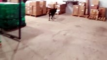 Polícia Civil apreende mais de 150 quilos de maconha em transportadora de Cascavel