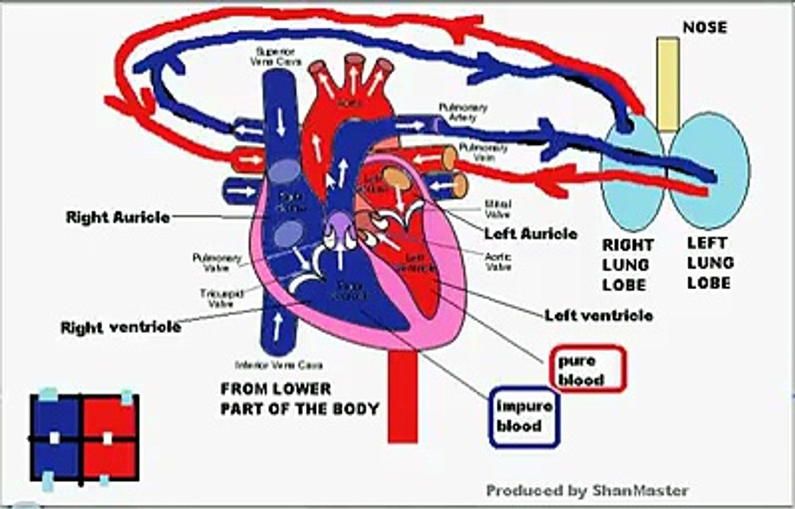 ANATOMY OF HEART FOR A LAYPERSON TO SIMPLY UNDERSTAND WHAT DOES IT DO!