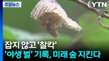잡지 않고 '찰칵'...'야생 벌' 기록, 미래 숲 지킨다 / YTN