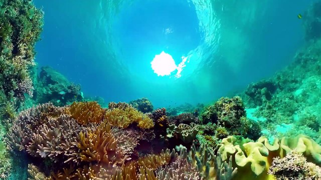 La apuesta de Fundemar para darle futuro a los arrecifes dominicanos