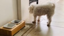 Incredibly trained puppy follows owner's commands for treats *Heartwarming Video*
