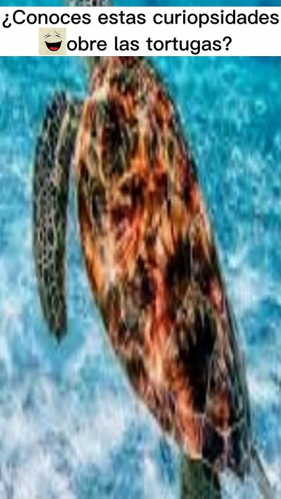 Curiosidades sobre las tortugas marinas