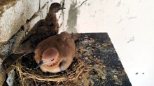 Peaceful Dove Nest Sounds For Relaxation your day