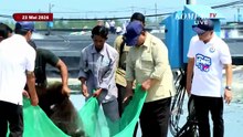 [FULL] Prabowo Panen Raya Udang di Kebumen, Tarik Jala Bareng Penambak hingga Rangkul Warga