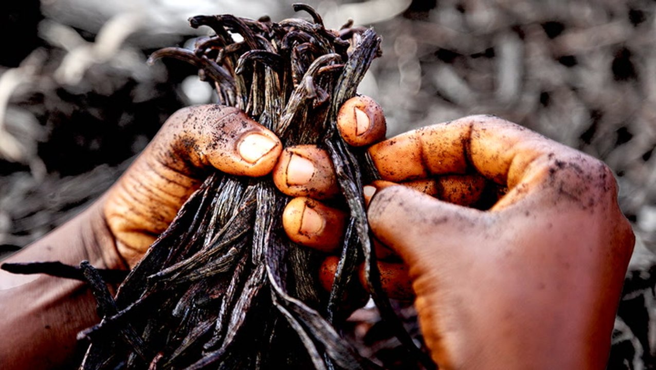 Why Big Brands Are Turning To Vanilla From Uganda