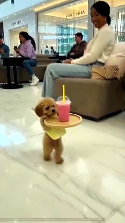 Adorable tiny maltipoo puppy waiter