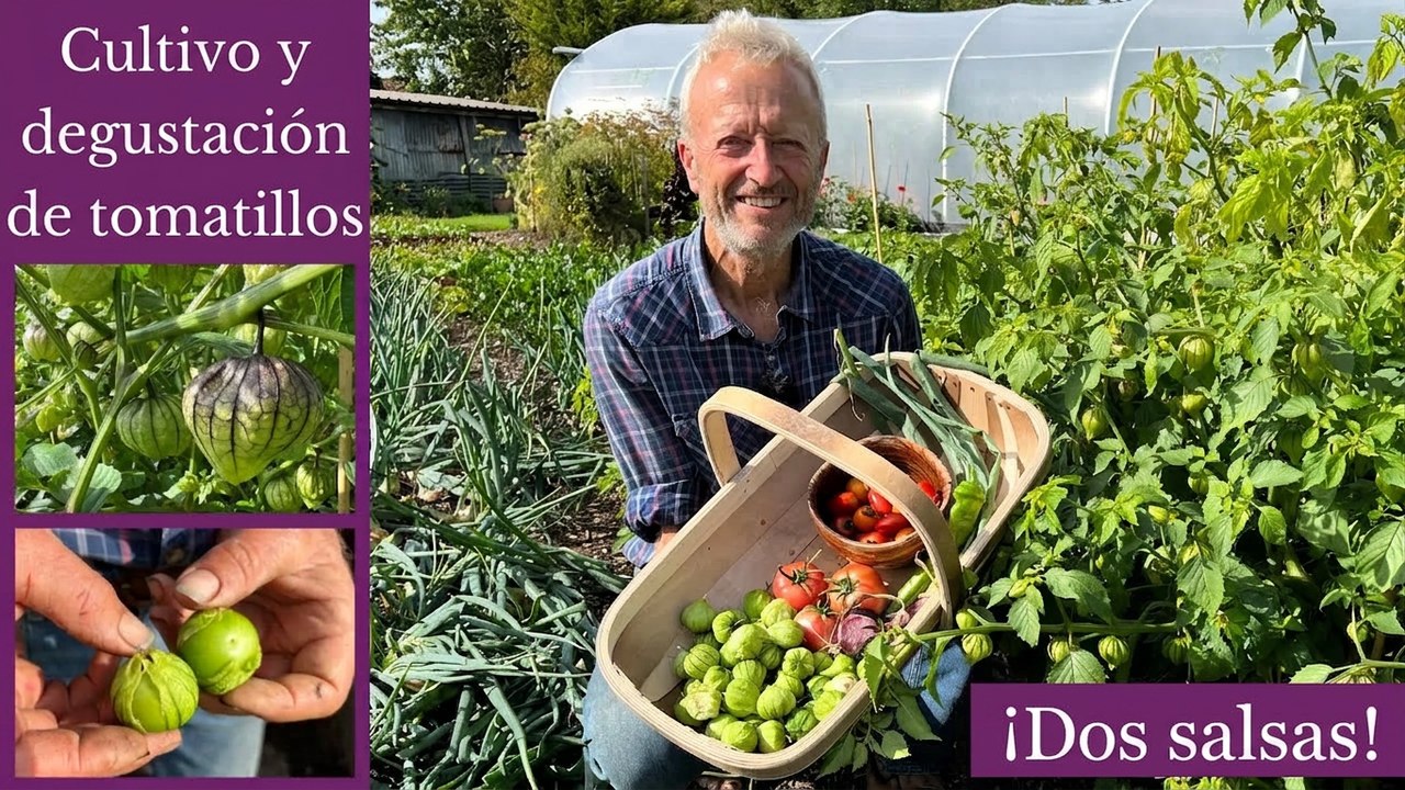 Todo sobre los tomatillos: cómo crecen y formas deliciosas de comerlos