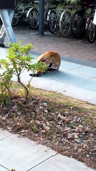 Cat vs cat fight www #catfighting #animal #www