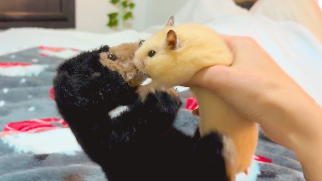 Hamster Fights Mom’s Teddy Bear From Her Ex Every Day
