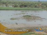 PECES CONTAMINADOS - IQUITOS