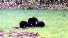 Wild Bears in Hokkaido Japan in 4K