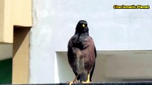 Real Myna Bird Sound | Acridotheres tristis Call | Nature Sound