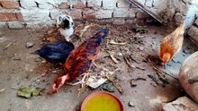 Peaceful Hen's  Chick's  Sounds For Relaxation your day