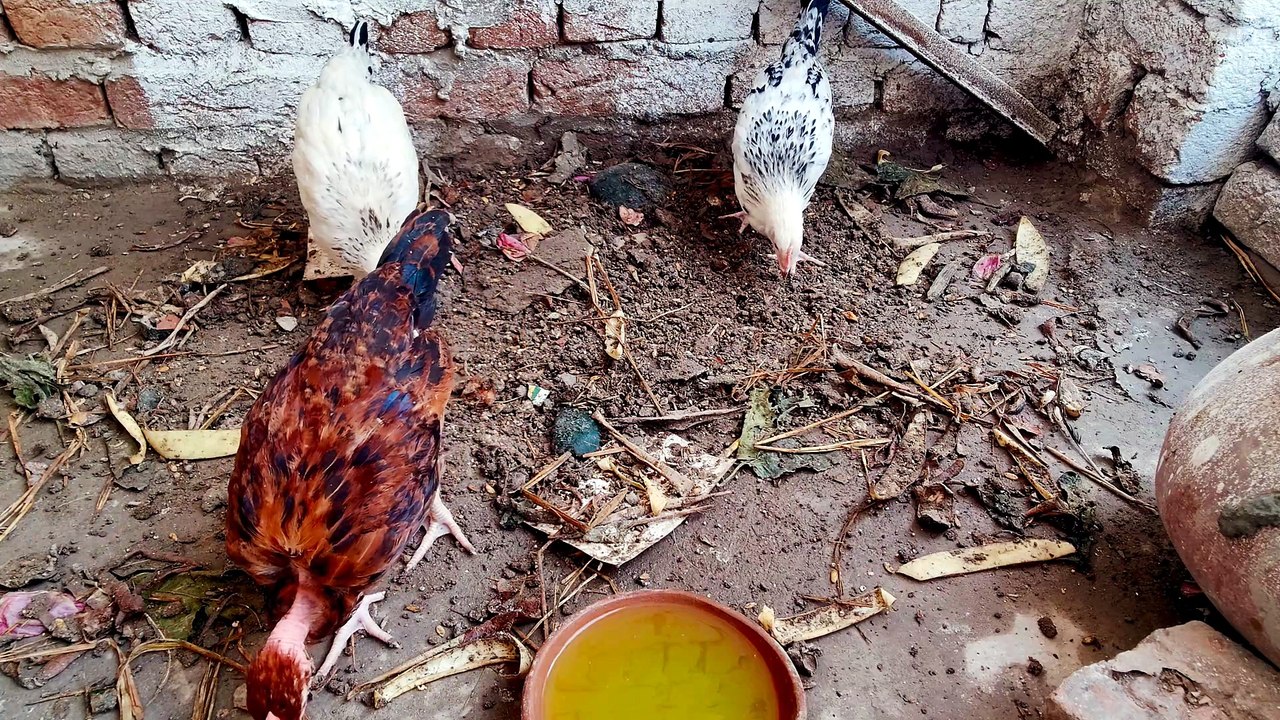 Peaceful Hen's Chick's Sounds For Relaxation your day