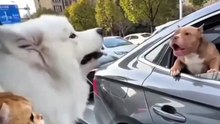 Cat Attack On Other Animals But Music 🎶 Funny