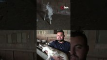 Çanakkale'de 3 bacaklı oğlak görenleri şaşırtıyor