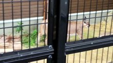 Jina the Caracal Walks Around