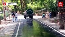 WATCH: उफ ये गर्मी! कूलर की हवा में दुबका बाघ, ताल में सांपों की स्वीमिंग, भालू का एनर्जी ड्रिंक बना पानी