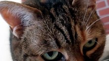 My alarm clock:) #cat #funnycats #catlovers