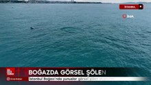 İstanbul Boğazı ve çevresinde son günlerde yunus hareketliliği yaşanıyor. İstanbul Boğazı’nın serin sularına akın eden y