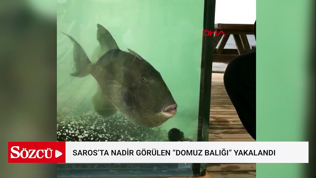 Saros’ta nadir görülen ‘domuz balığı’ yakalandı