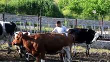 İşini bırakıp aile mesleği hayvancılığı devam ettiren gencin sürüsü büyüyor