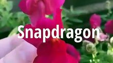 Beautiful Yet Creepy: The Secret Behind Snapdragon Seed Pods 🌸🧠