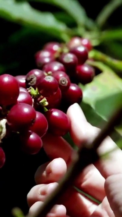 Have You Ever Seen a Plant with Eyeballs? 👁️🍒