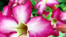 This Beautiful Plant Can Kill You 😳🌸