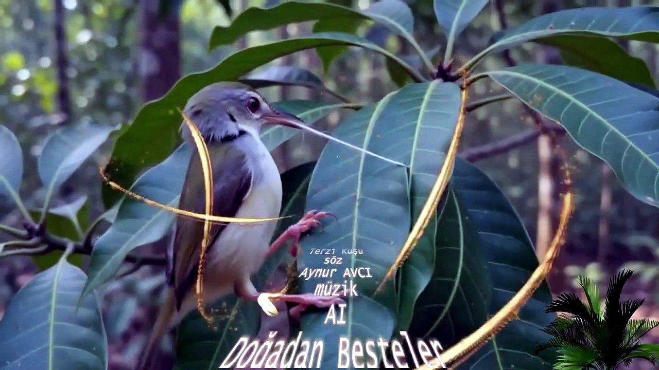 Terzi Kuşu söz Aynur AVCI müzik AI Çocuklar için  Doğadan Besteler
