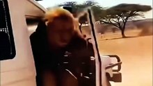 Aslanların Arasına Dalan Aslan Kostümü