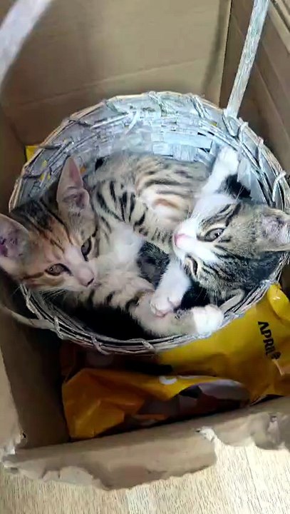 Cats