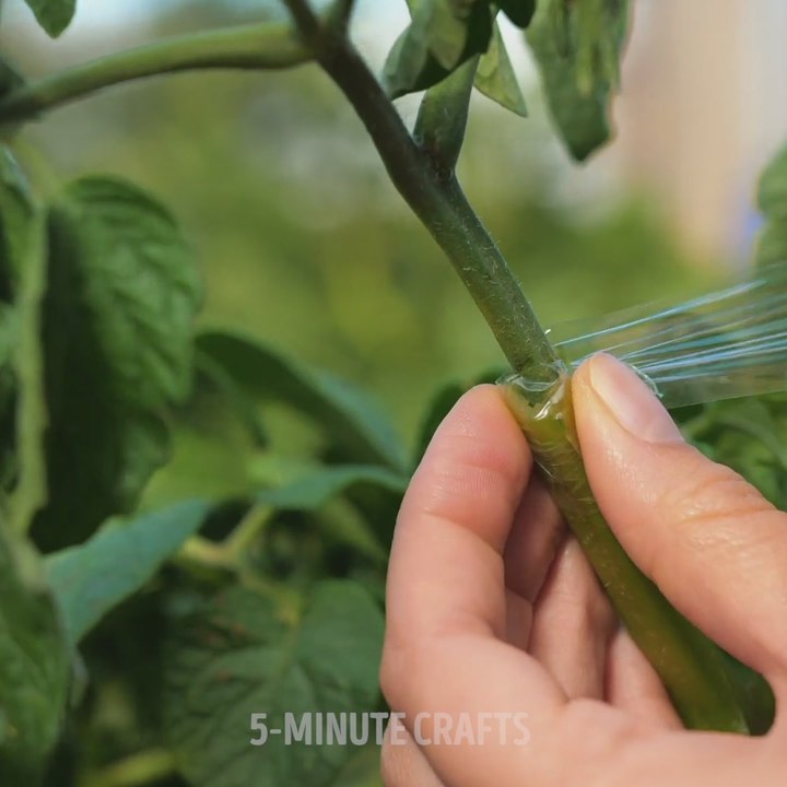 How My Garden Flourishes While My Neighbor's Struggles